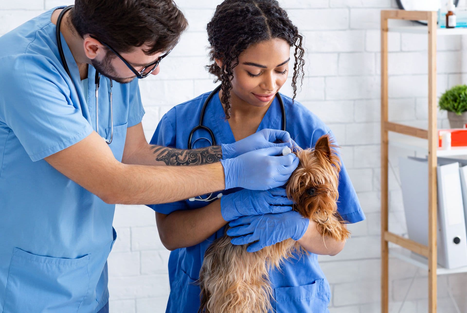 Une assistante vétérinaire qui assiste le docteur en tenant le chien