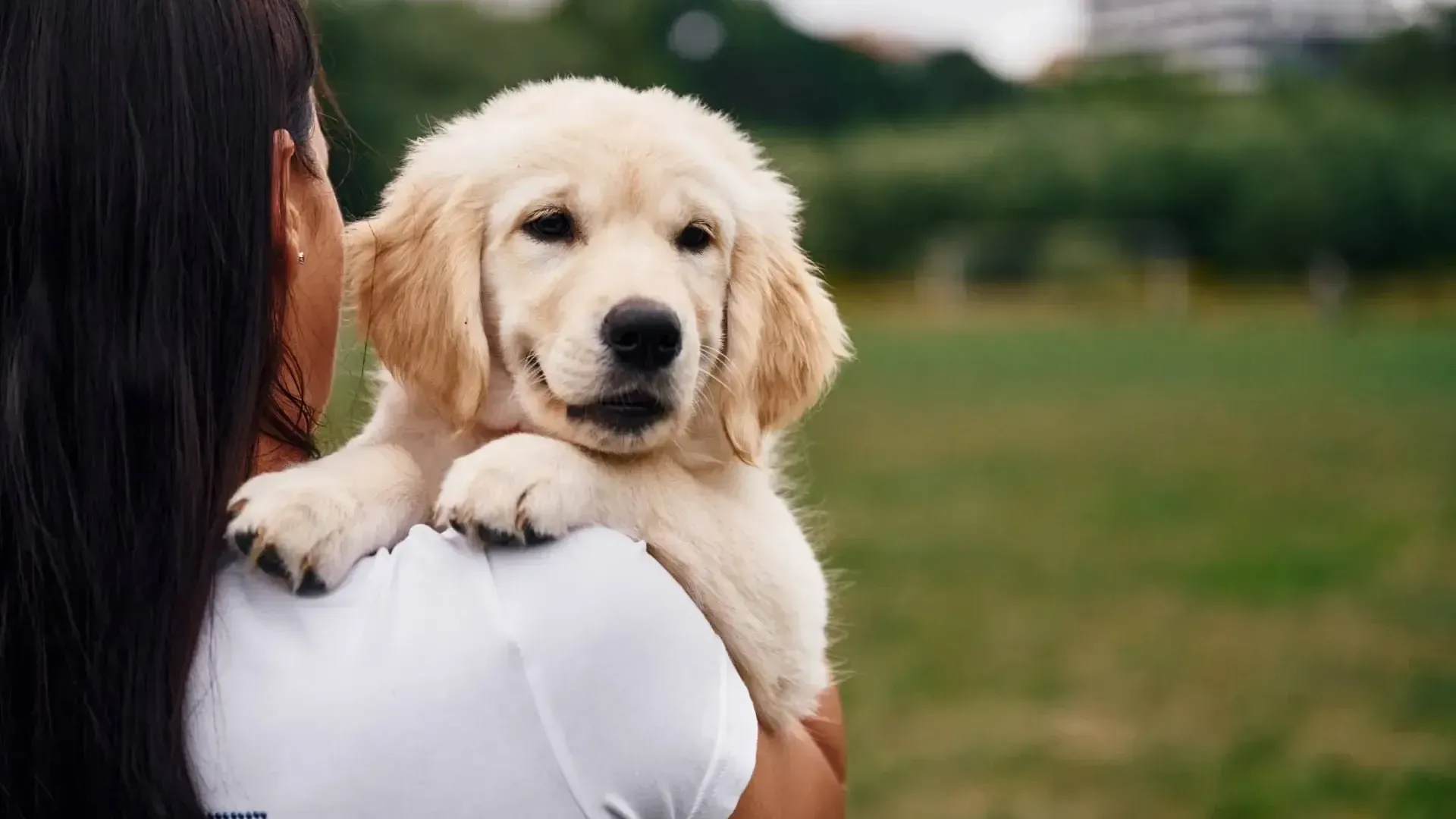 Formation Certification ACACED Chien & Chat en ligne image