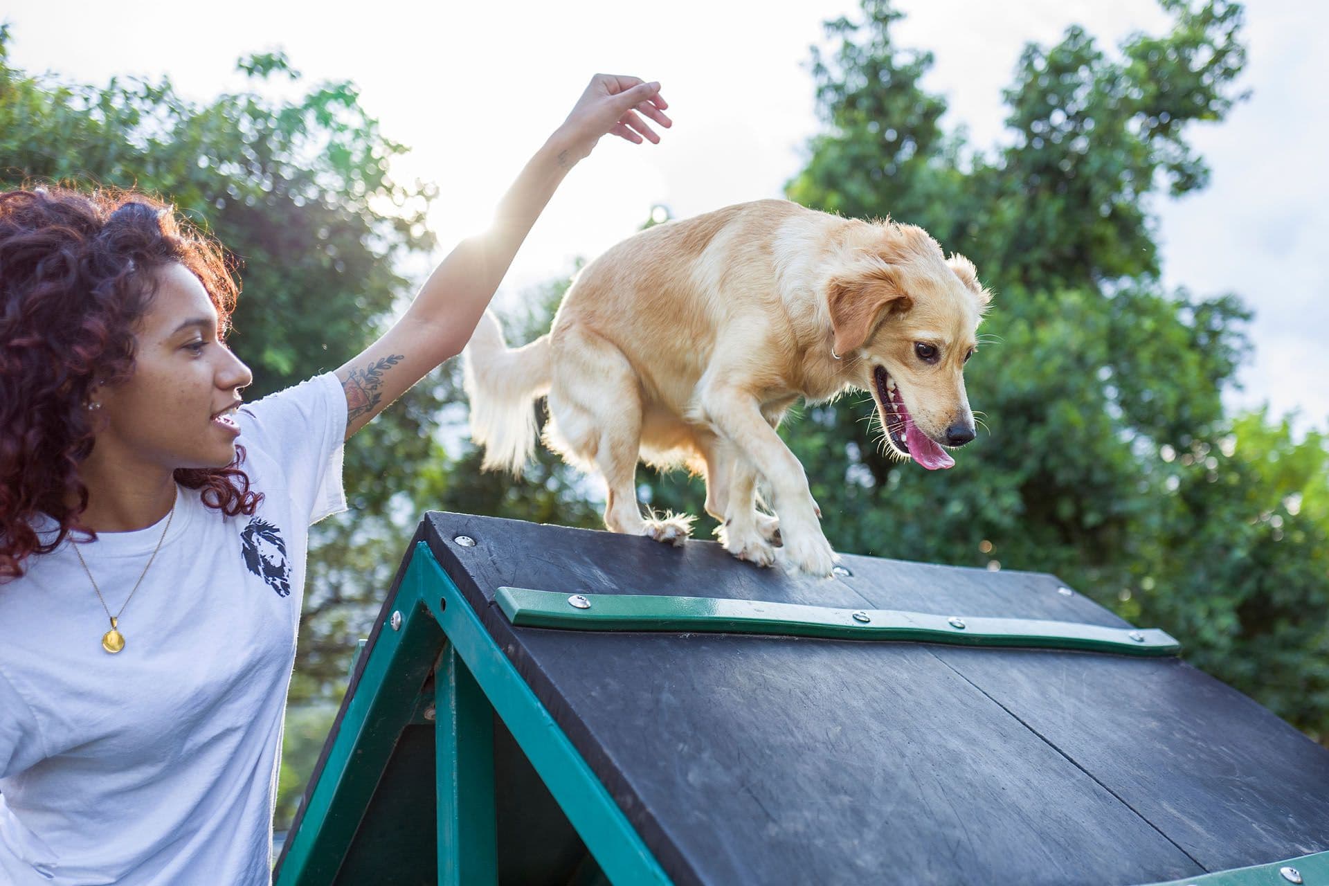 Une comportementaliste canin avec un chien pour son dressage
