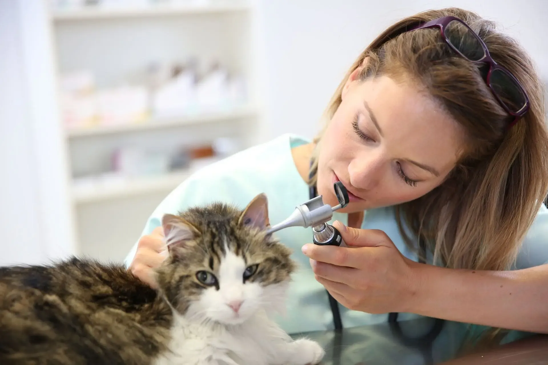 Apprenant en formation auxiliaire de santé animale assistant un vétérinaire lors d’un examen clinique sur un chien dans un environnement médicalisé