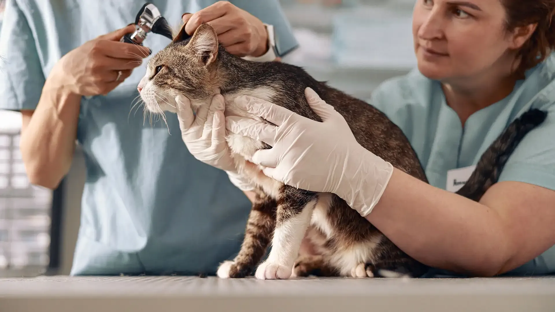 Formation Formation Auxiliaire de santé animale image