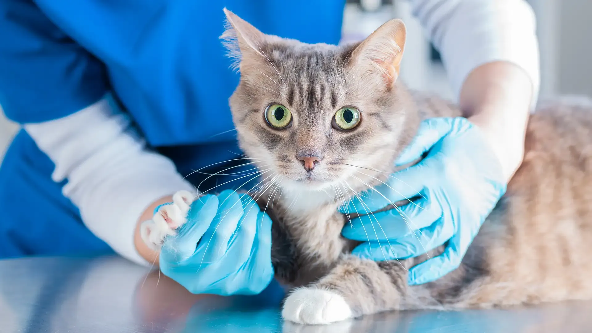 Apprenante en formation soigneur animalier caressant un chat dans un espace animalier, lors d’un atelier pratique de soins quotidiens