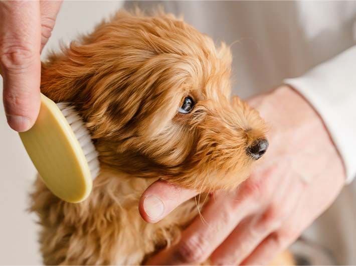Apprenante en formation pet sitter brossant chien dans un intérieur lumineux, illustrant une activité de garde d’animaux à domicile