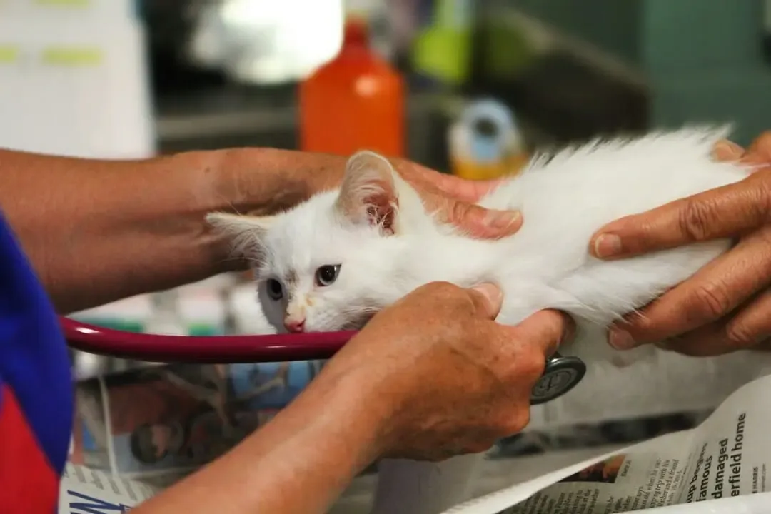 Image Physiothérapeute animalier exerçant son travail